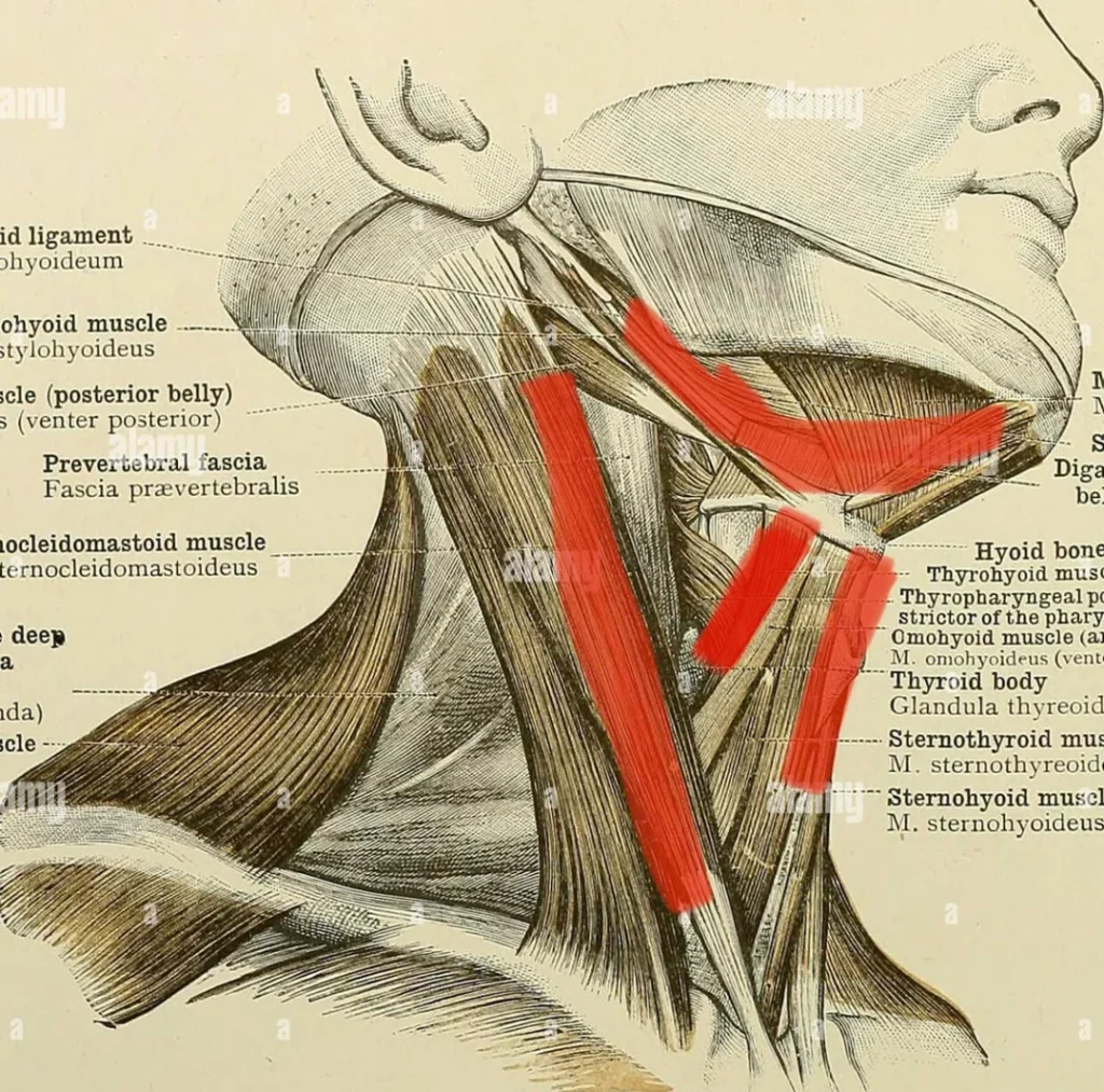 The Digastric Muscle Issues & Acupuncture Treatment in Tokyo