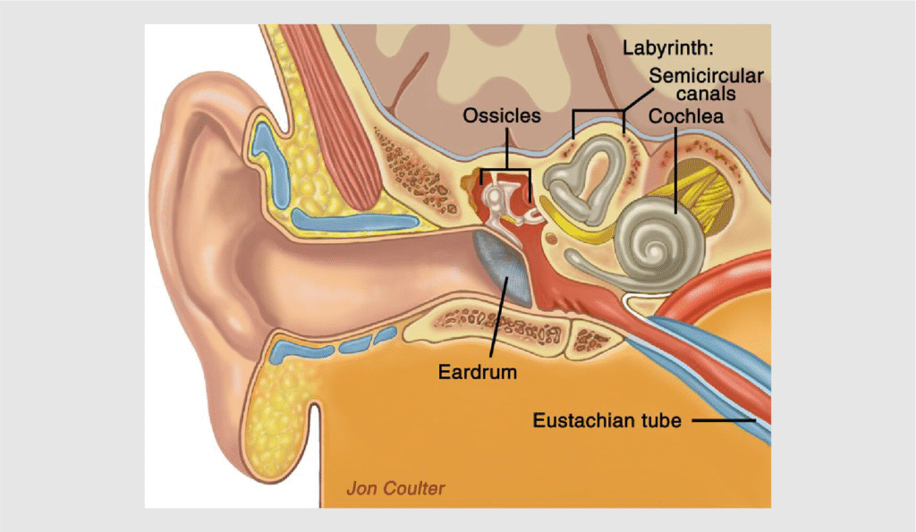 Meniere’s Disease & Acupuncture Treatment in Tokyo