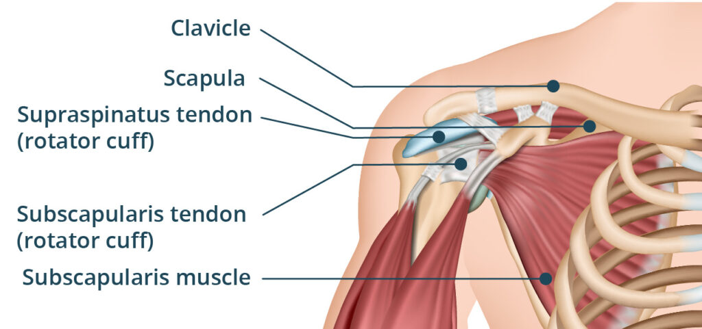 Rotator Cuff Injuries and Acupuncture Treatment in Tokyo